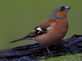 Fringilla coelebs. Vink