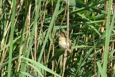 Jonge grote karekiet in overjarig waterriet