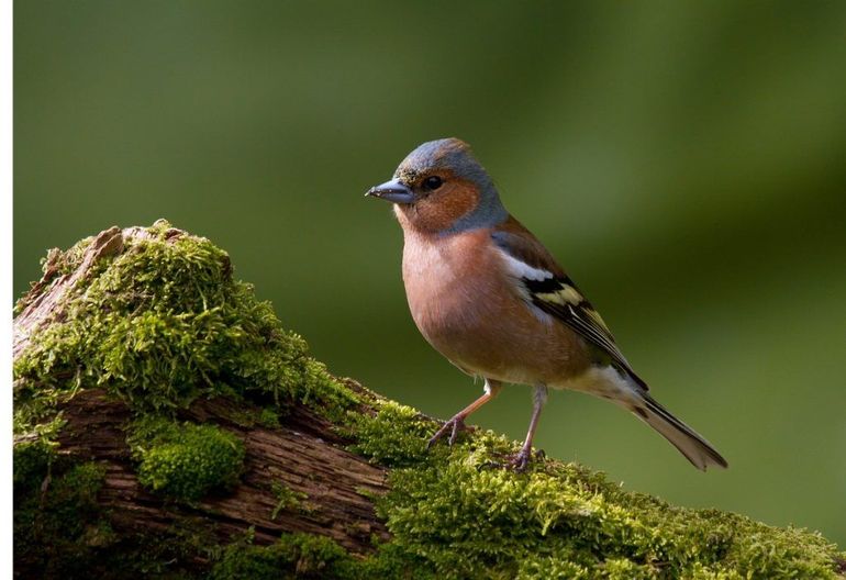 Mannetje vink