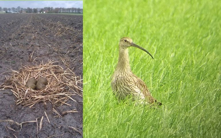 Wulpennest op een akker die nog bewerkt gaat worden; wulp in Drents grasland