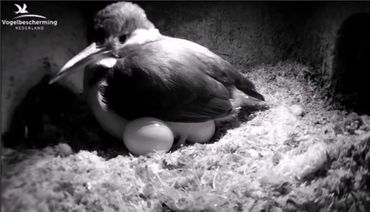 Mannetje en vrouwtje ijsvogel zitten om de beurt op de eieren