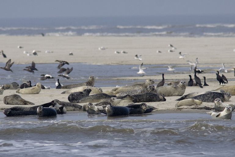 Gewone zeehonden