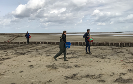 EcoShape Onderzoekers zaaien zeekraal in