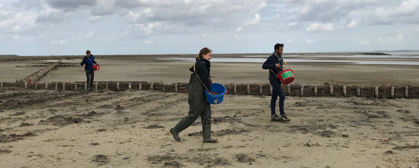 Onderzoekers zaaien zeekraal in