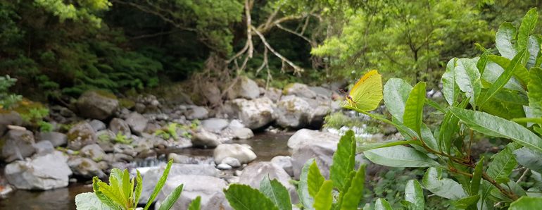 De bedreigde Madeiracleopatra (Gonepteryx maderensis)