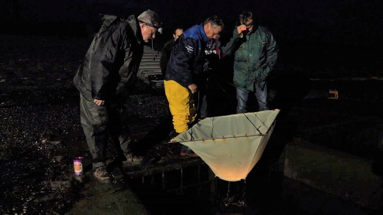 A common observation in spring: passionate citizen scientists counting (glass) eels at barriers to help them