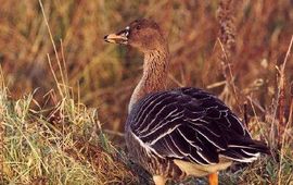 IVN Vecht & Plassengebied Taigarietgans