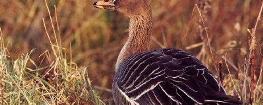 Taigarietgans