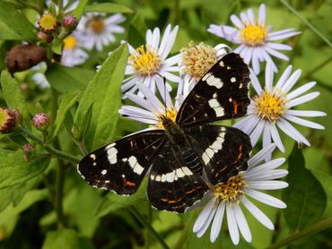 De derde generatie van het landkaartje lijkt fors te worden en herfstaster is een van de planten waarop je ze kunt vinden