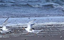 Foto Fitis, Sytske Dijksen - VOOR EENMALIG GEBRUIK Voor eenmalig gebruik, dwergsterns op de Hors