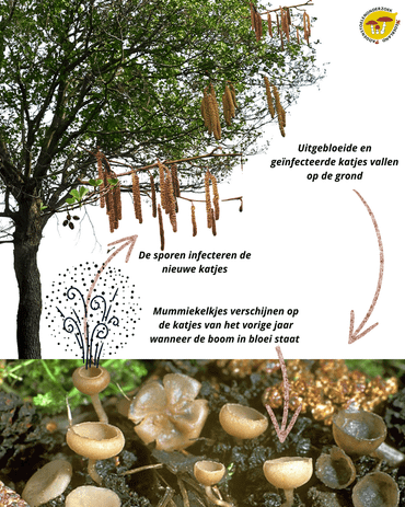 Kringloop Mummiekelkjes