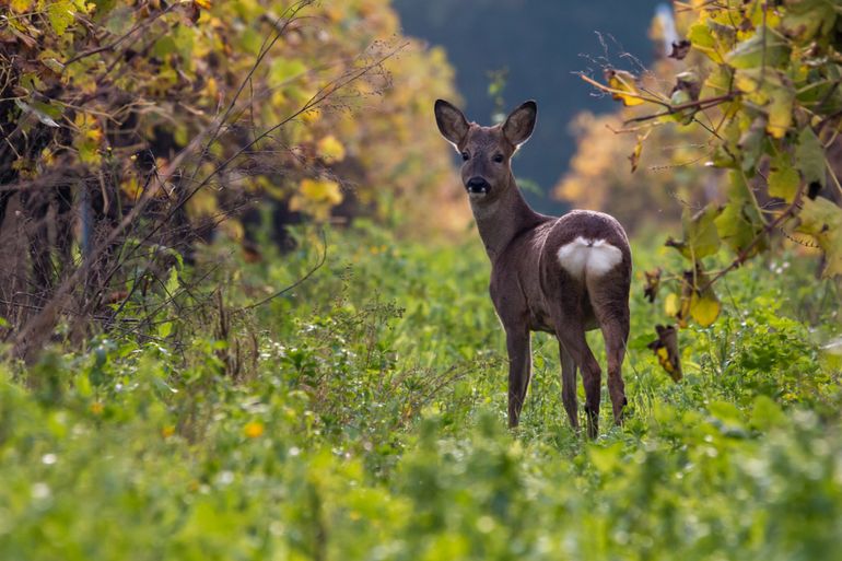 Ree in de herfst