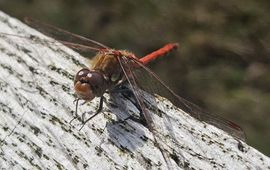 Bruinrode heidelibel