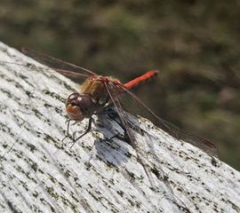 Bruinrode heidelibel