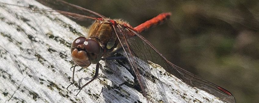 Bruinrode heidelibel