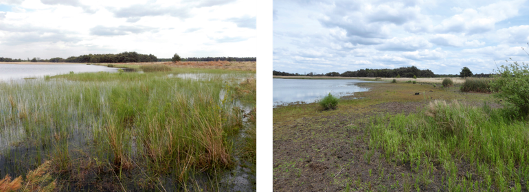 De zuidkant van het Beuven op 25 mei 2015 (links) en 25 mei 2019 (rechts). In 2015 leefde hier nog een grote populatie speerwaterjuffers die in 2019 volledig was verdwenen. De voor deze soort belangrijke zeggevegetatie was afgestorven