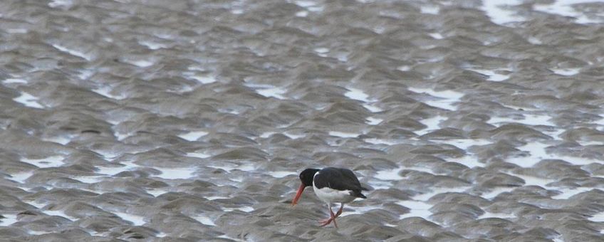 Jonge Scholekster op Zandmotor