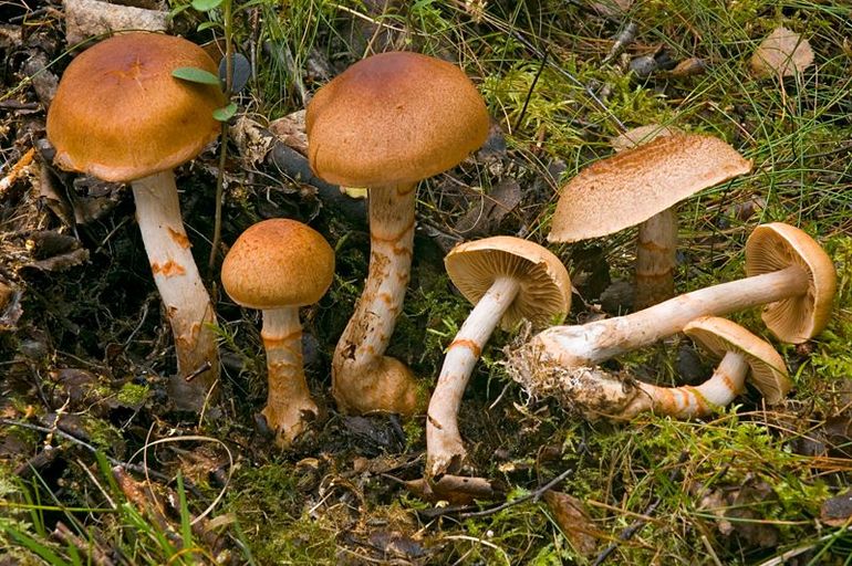 Armbandgordijnzwam, een ectomycorrhizapaddenstoel die sterk in aantal is achteruit gegaan als gevolg van de stikstofdepositie