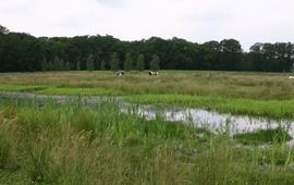 Provincie Gelderland Moeras in ecologische verbindingszone Oude IJssel