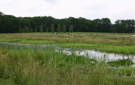 Moeras in ecologische verbindingszone Oude IJssel