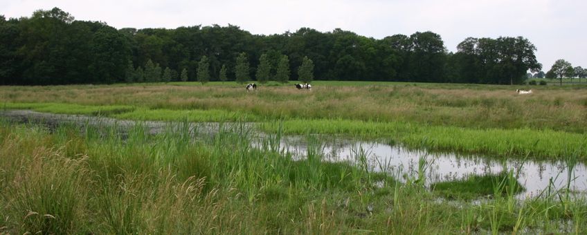 Moeras in ecologische verbindingszone Oude IJssel