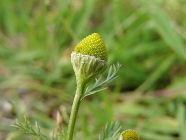 De bloemen van schijfkamille bevatten allerlei subtiele tinten van groen naar geel