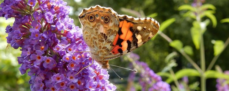 Op de derde plaats staat het bericht: Tuinieren voor vlinders: snoei nu de vlinderstruik