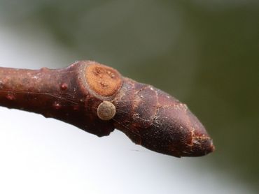 Eitjes van de iepenpage worden meestal afgezet bij de knoppen van iepen