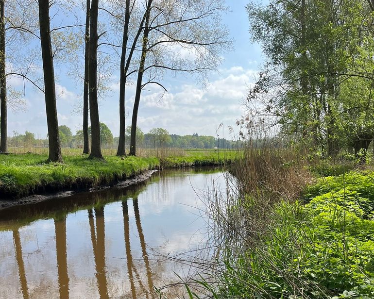 De Kleine Dommel meandert mooi achter de Opwettense watermolen. De beek is hier nooit ingrijpend gekanaliseerd, mede dankzij de molen