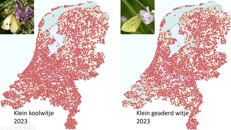 Waarnemingen van klein koolwitje en klein geaderd witje in 2023