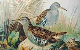 Naumann, Naturgeschichte der Vögel Mitteleuropas waterral, wikipedia, This image comes from the book Naumann, Naturgeschichte der Vögel Mitteleuropas (Natural history of the birds of central Europe) of 1905 or his earlier works. The copyrights for those books have expired and this image is in the public domain.