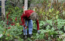 Irene Delnoy aan het werk in de tuin