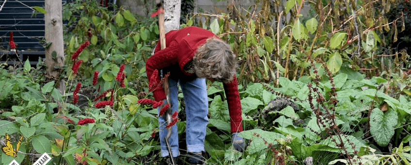 Irene Delnoy aan het werk in de tuin