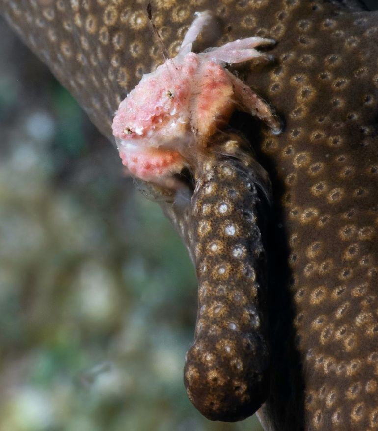 Een koraalknippende krab met een koraaltak tussen zijn scharen