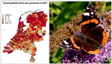 Kaartje met de getelde tuinen in 2017 en de meest getelde vlinder, atalanta