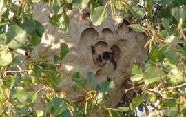 Nest Aziatische hoornaar in Veenendaal