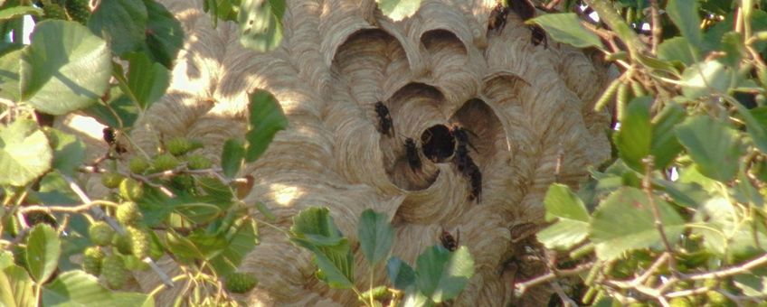 Nest Aziatische hoornaar in Veenendaal