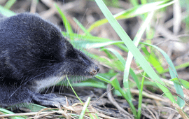 Richard van Vugt Waterspitsmuis
