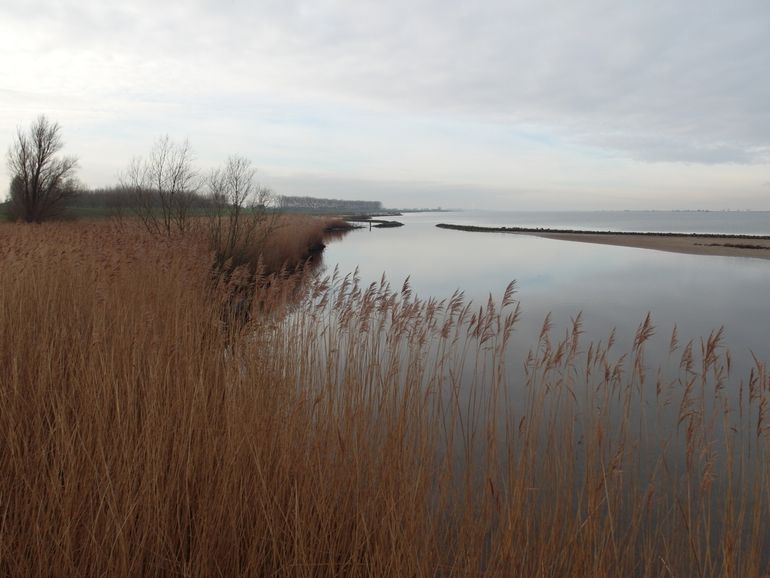 Rietgebied langs de Ventjagersplaten. Biotoop van de noordse woelmuis waar recent ook de aardmuis is verschenen