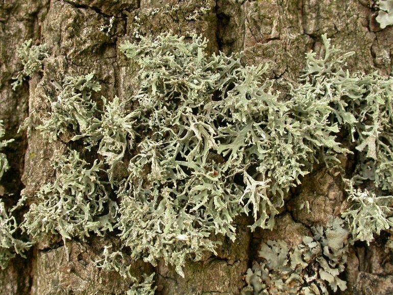 Eikenmos, een soort die vooral groeit op laanbomen met een zure schors (met name eiken)