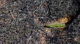 Een groen mannetje zandhagedis geeft bijna licht op een kale, zwarte, verbrande vlakte en loopt groot risico op predatie door roofvogels.