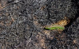 Een groen mannetje zandhagedis geeft bijna licht op een kale, zwarte, verbrande vlakte en loopt groot risico op predatie door roofvogels.