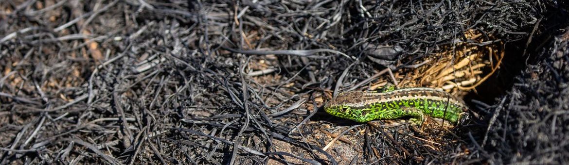 Een groen mannetje zandhagedis geeft bijna licht op een kale, zwarte, verbrande vlakte en loopt groot risico op predatie door roofvogels.