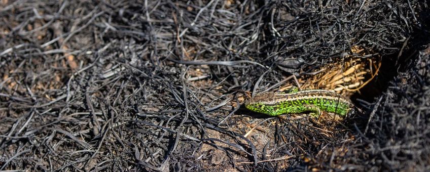 Een groen mannetje zandhagedis geeft bijna licht op een kale, zwarte, verbrande vlakte en loopt groot risico op predatie door roofvogels.