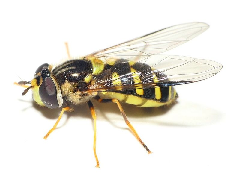 De bretelwimperzweefvlieg eet stuifmeel