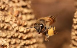 Europese honingbij met pollen