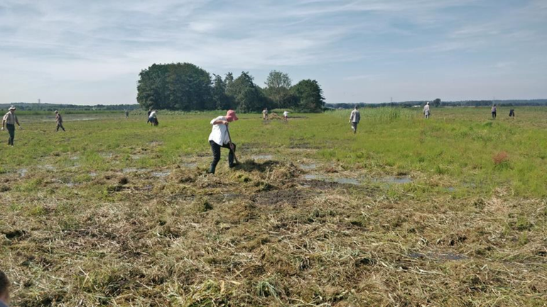 Maaisel verspreiden door vrijwilligers in toekomstig trilveen