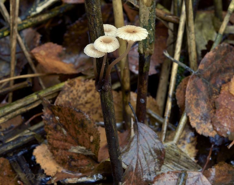 Rietmycena's zijn moeilijk te vinden