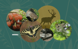 SoortenNL Banner Basiscursus Planten en Dieren Herkennen