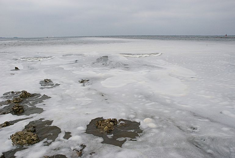 Eind mei 2008 was de Oosterschelde bedekt met een stevige schuimlaag, het laatste stadium van de algenbloei